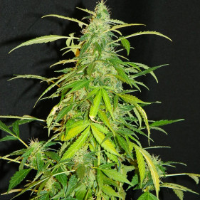 Auto Maxi Gom (Макси Гом ТГК 17%)